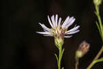 White panicle aster